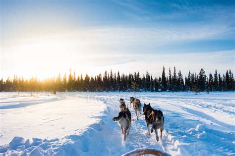 Dog Sledding In The Morning Lapland Finland — Exploration Animal