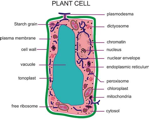 Plant cell structure class 8. Cell structure and functions notes class 8 biology