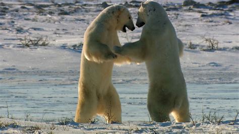 Young Polar Bears Testing Their Strength Britannica