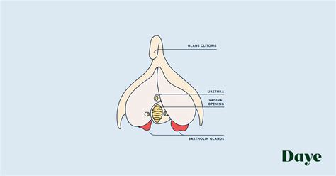 Pictures Of Small Bartholin Cyst The Reason Your Vulva Might Be