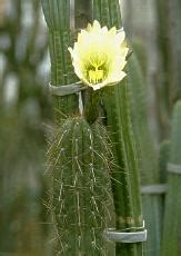 Phương tiện liên quan tới lupinus werdermannianus tại wikimedia commons. Trichocereus werdermannianus