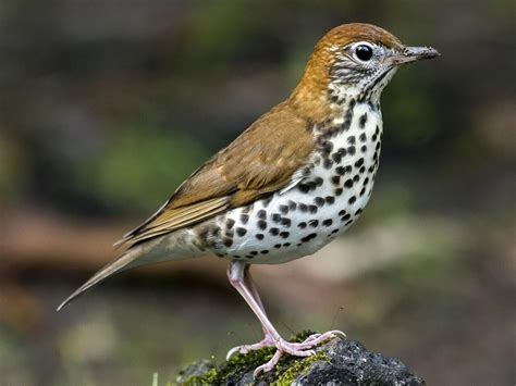 Bird Bio Brown Thrasher — The Wood Thrush Shop