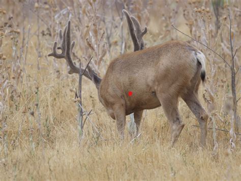 Different Shot Placement For Deer Hunters The Best And Most Complete