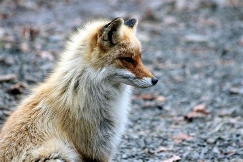12 Fox Colors Mutations And Morphs With Pictures