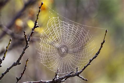 Filespider Web With Dew Drops03