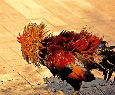 Wallpaper Ayam Ayam Jantan Galliformes Paruh Bulu Burung