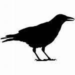 Raven Crow Silhouette Bird Crows Birds Ravens