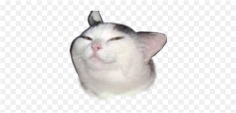 Cat Smug Face Meme Sticker By Elongated Soft Emojismug Face Emoji