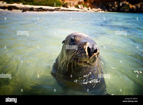 Australian Sea Lion Neophoca Cinerea Seal Island Shoalwater Islands