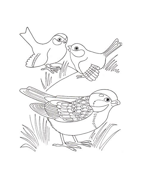 Coloring Book Birds