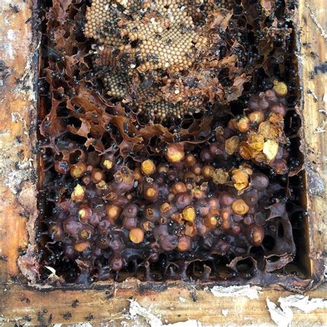 Pollen From Stingless Australian Native Bee Abeec Hives
