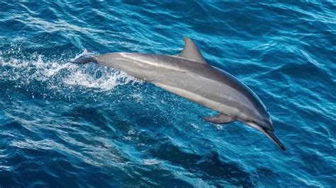 Government Considers Banning Swimming With Dolphins In Hawaii Youtube