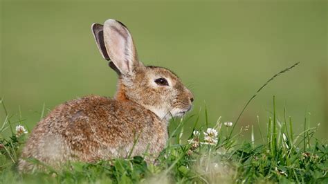 Hase Oder Kaninchen Wwf Junior