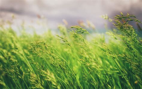 Grass Field Hd Nature 4k Wallpapers Images Backgrounds Photos And Pictures