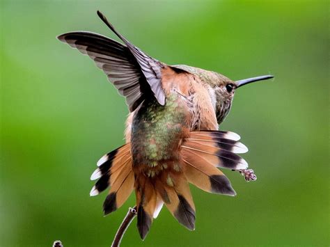 Rufous Hummingbird Celebrate Urban Birds