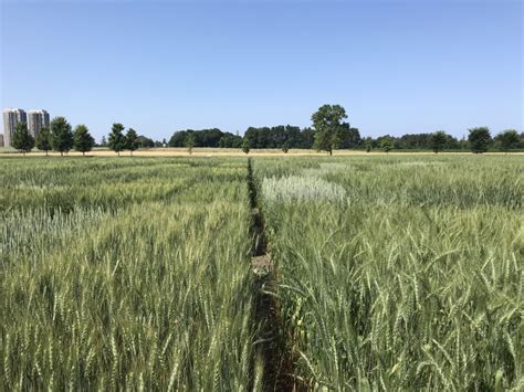 Seedlings have little tolerance to insect attack and relatively small numbers can cause economic damage. Ontario Cereal Crop Committee 2019 Update | Field Crop News