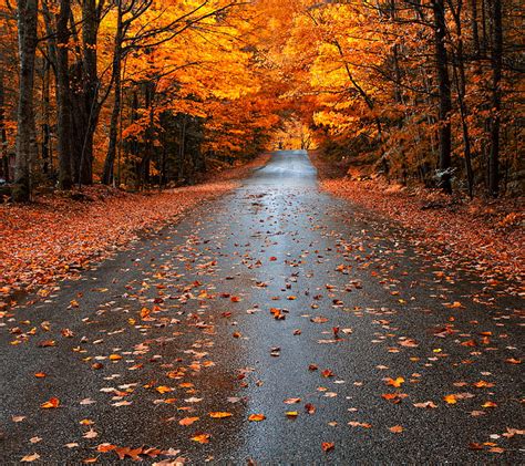 Fall Season Autumn Leaves Pretty Road Street Wet Hd Wallpaper