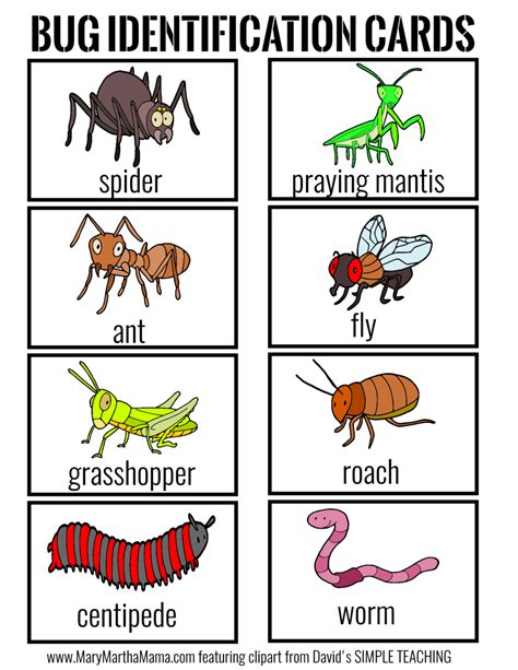 Bug Identification Cards Insects Preschool Bugs And Insects Insect