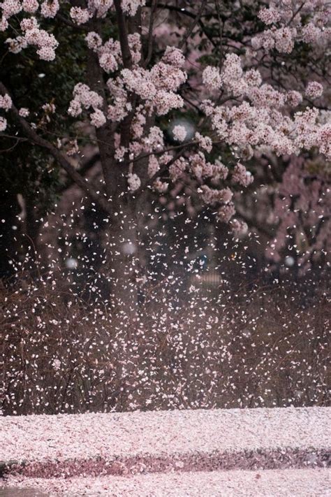 Cherry Blossom Rain 봄 꽃 벚꽃 그림 벚꽃