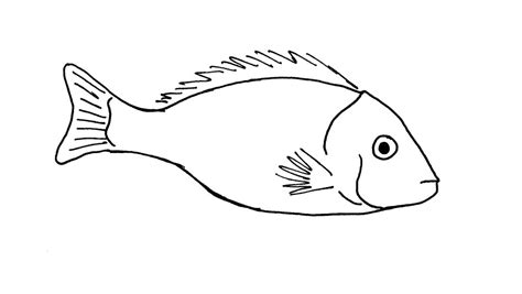 Line drawing of a fish | Used as illustration card for consu… | Flickr