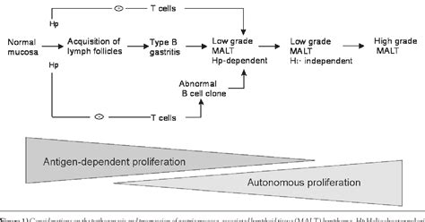 Figure 1 From Primary Gastric Lymphoma Of Malt Considerations Of