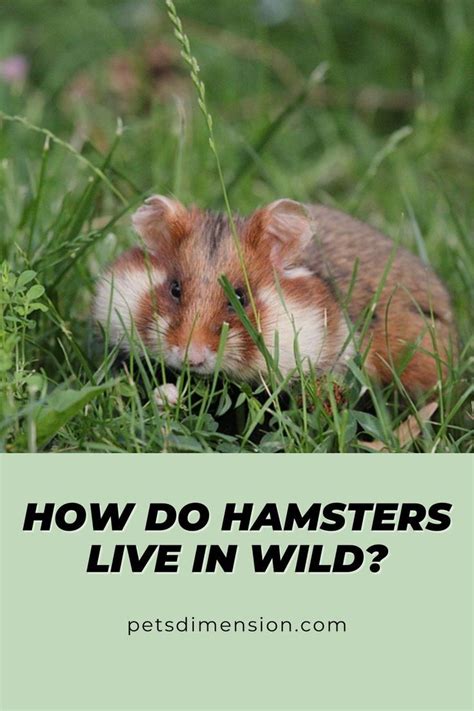 How Do Hamsters Live In Wild Hamster Live Hamster Pets