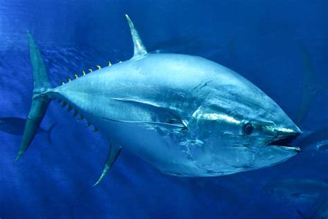 Tuna Fins Are Weirder Than You Think Live Science