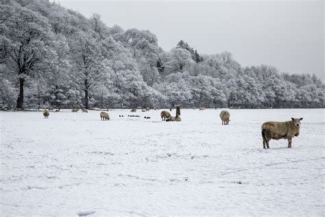 Sheep In Snow Free Stock Photo Public Domain Pictures