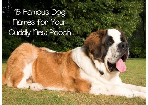 Well known people through history have kept company with cats. 15 Famous Dog Names for Your New Puppy