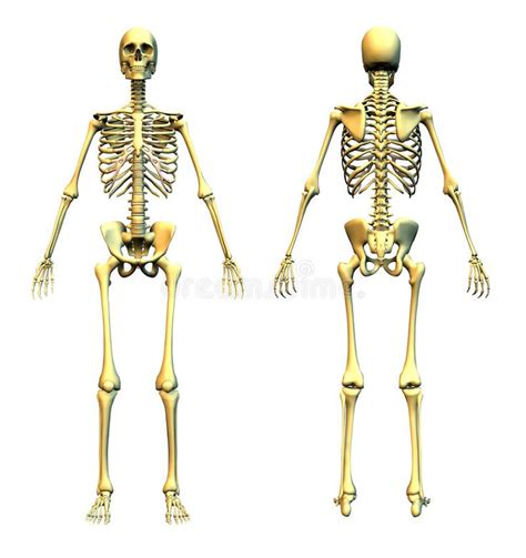 Human Skeleton Front And Back Anatomically Correct 3d Render Of A