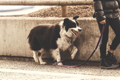 Person Holding Pet Dog Leash While Standing On Concrete Road · Free