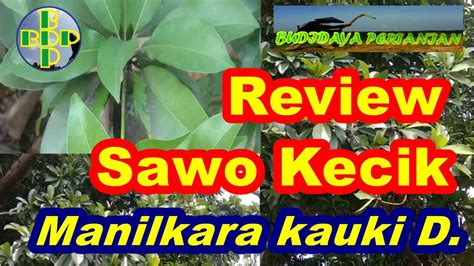 Review Pohon Sawo Kecik Manilkara Kauki Dubard Sawo Institut