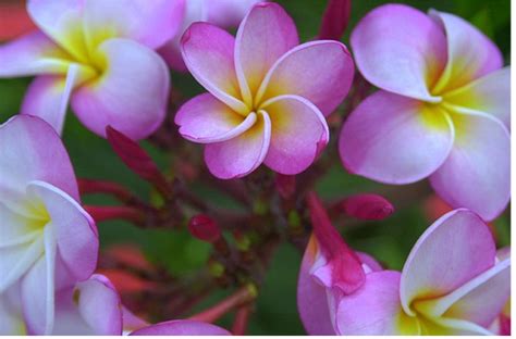 Flowers various colors, including pink, yellow, and white. Picture of Plumeria flowers in pink, white and yellow ...