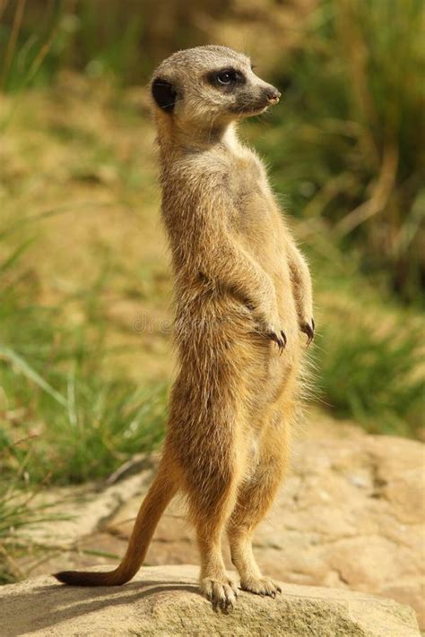 Meerkat Standing Upright Stock Image Image Of Animal 16018305