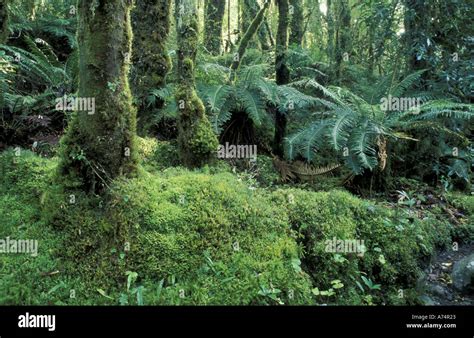 South America Chile Patagonia Aisen Giant Ferns And Evergreen