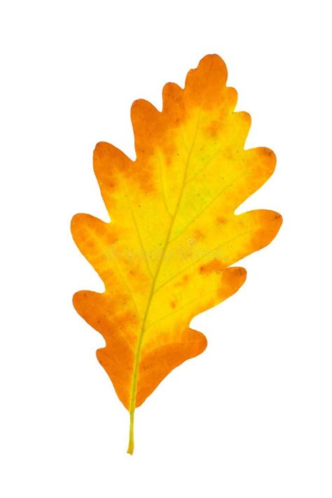 Yellow Leaves Of An Oak Stock Photo Image Of Close Leaves 11701870