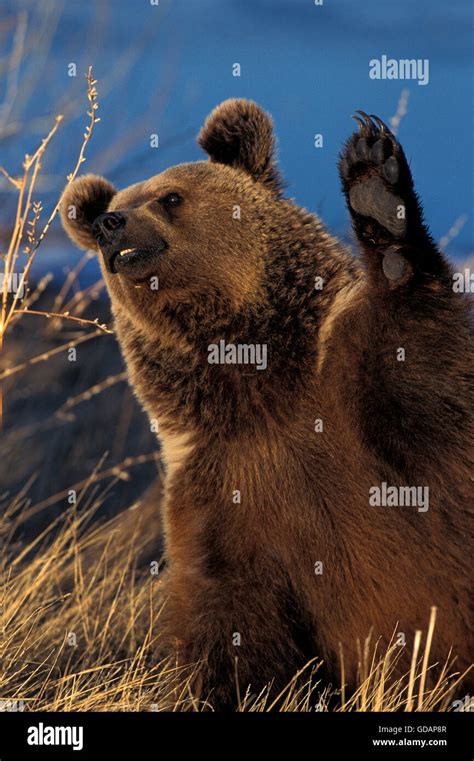 Grizzly Bear Ursus Arctos Horribilis Alaska Stock Photo Alamy
