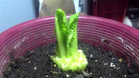 Time Lapse Of Romaine Lettuce Growing From A Cut Off Stump