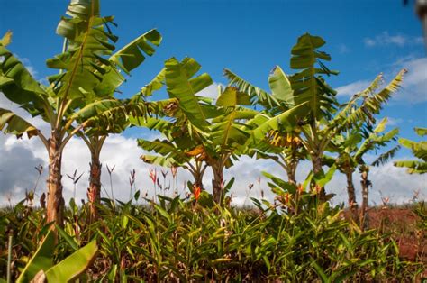 Everything You Should Know About The Blue Java Banana Tree Minneopa