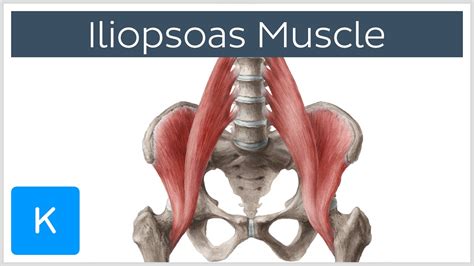 Iliopsoas Muscle Action Function Anatomy Innervation Human Anatomy Kenhub Youtube