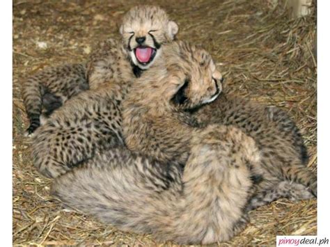Available Cheetah Cubs Tiger Cubs And Lion Cubs For Sale Peñarrubia Philippines Buy And Sell