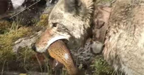 Coyote Fishing At Ynp Video Montana Hunting And Fishing Information