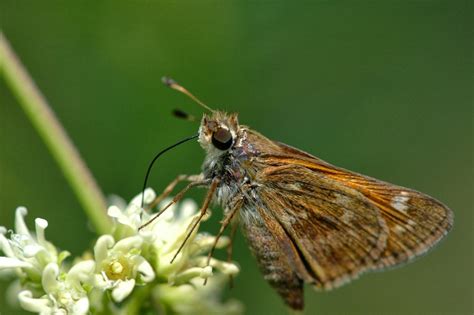 field biology in southeastern ohio skipper butterflies butterfly moth fauna