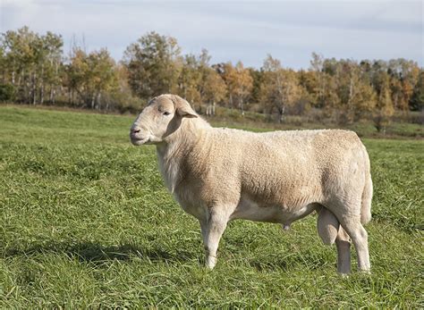 Long Hair Sheep 8 Sheep That Don T Require Shearing Modern Farmer