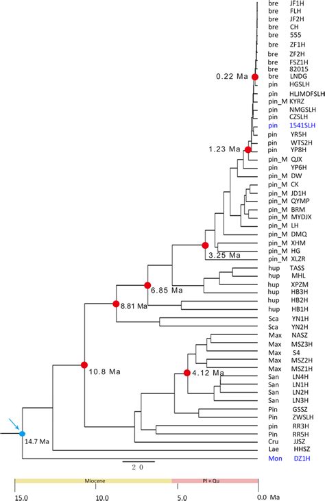 Time Calibrated Phylogeny Inferred From Slaf Seq Data In Beast