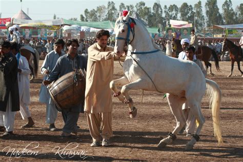 Horse Dance Horse Dance In Pakistan Is Tradition And Cultu Flickr