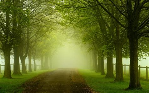 Green Landscape Nature Forest Trees Leaves Highways Roads