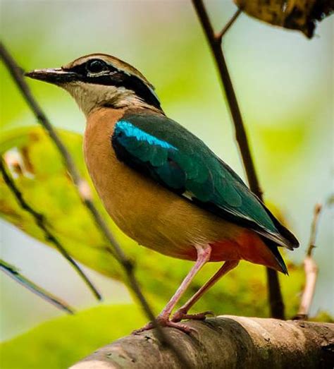 Indian Pitta Images Birds Of India Bird World