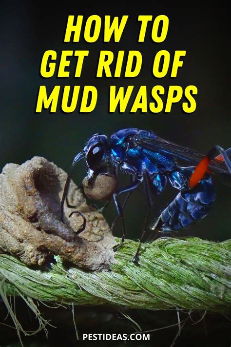 To prevent cicada killer wasps, keep your lawn turfgrass long during the active periods when cicada killers arrive in the summer to discourage them from digging tunnels. Get Rid of Mud Wasps (Mud Dauber Wasps)