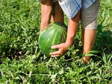 When To Harvest Watermelon Garden Tips 2024 Northern Nester